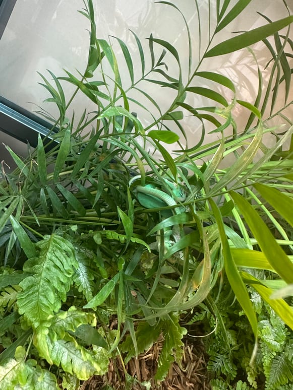 绿植中的蛇